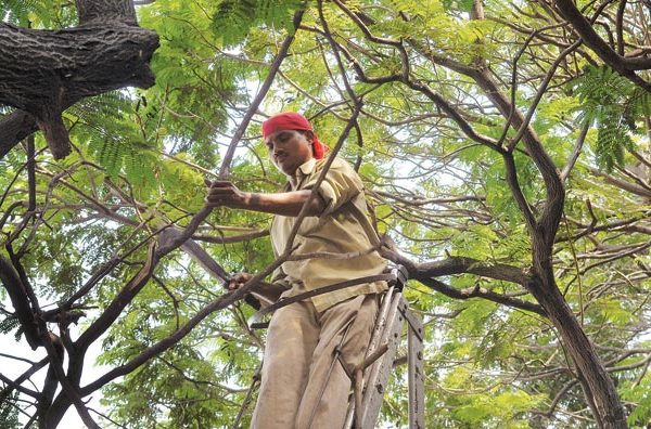 Ahead of Durga Puja, pruned trees and hoardings raise safety fears in Durgapur